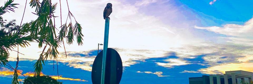 Daniel Fernando banner