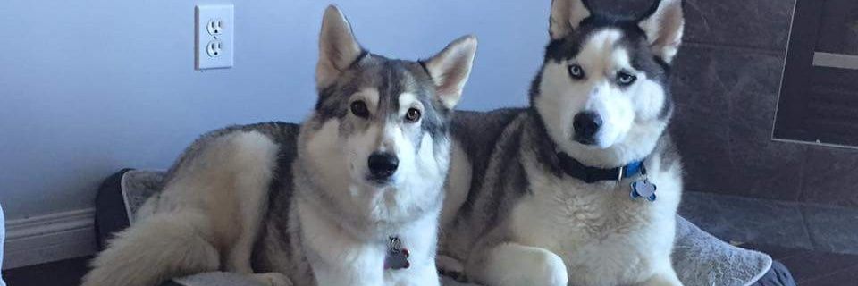 Shane_Amos's profile banner image