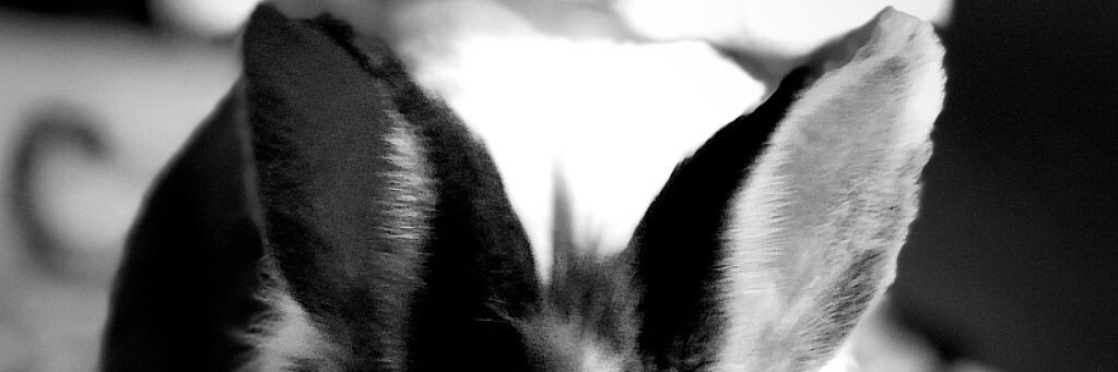 Olgunisil's profile banner image