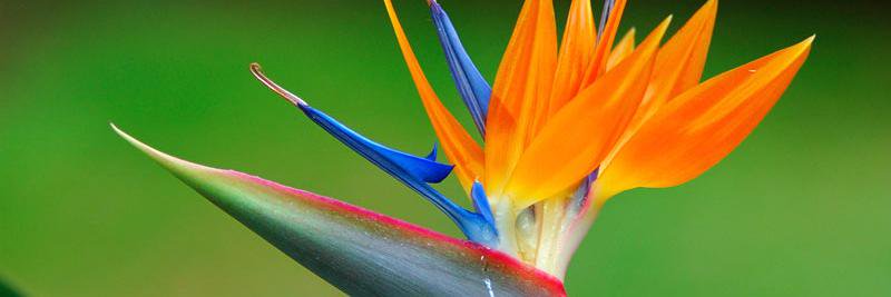 Dr Claire Ewen banner