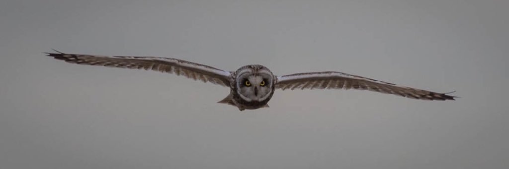 Vaughan White banner