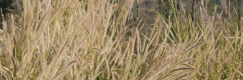 teaAjai's profile banner image