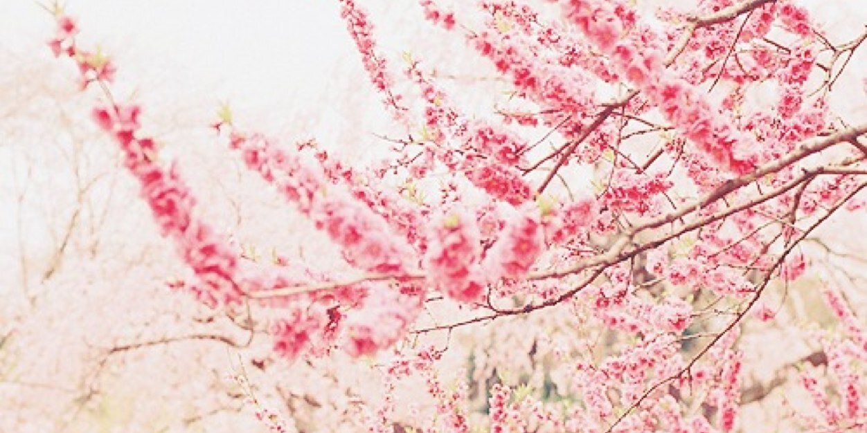 abbielina's profile banner image