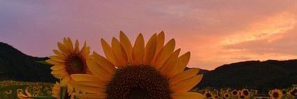 🌻🌻Sjm banner