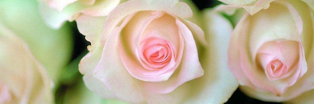 tweet2rose's profile banner image