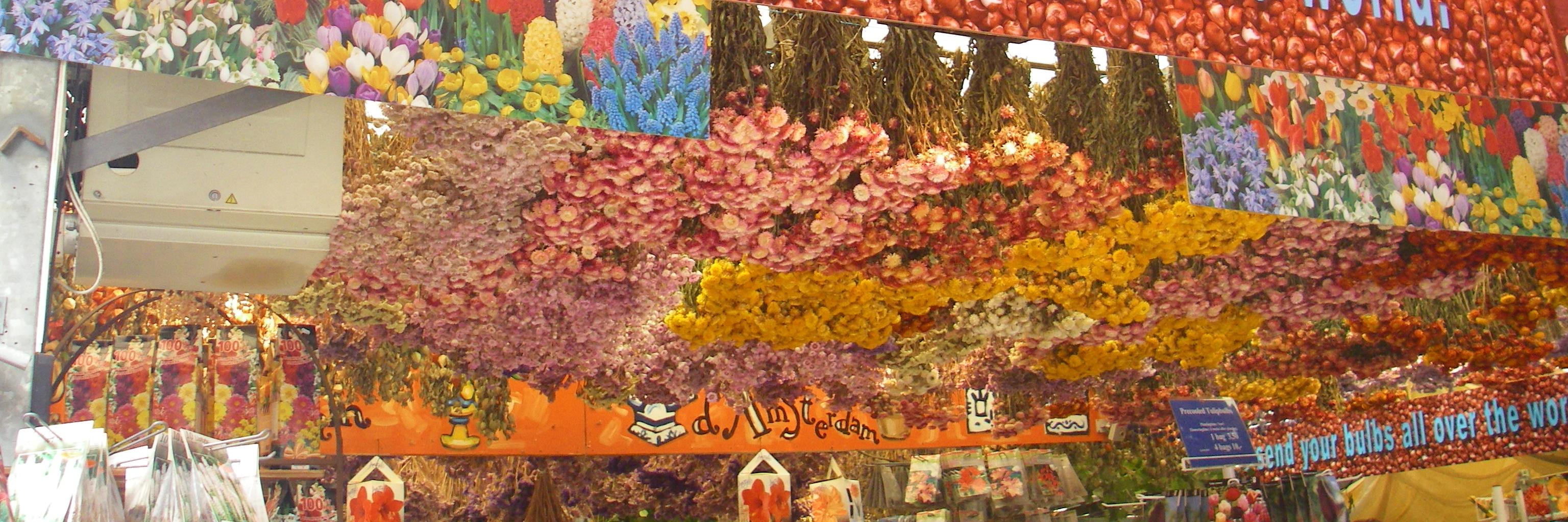 emi_june's profile banner image
