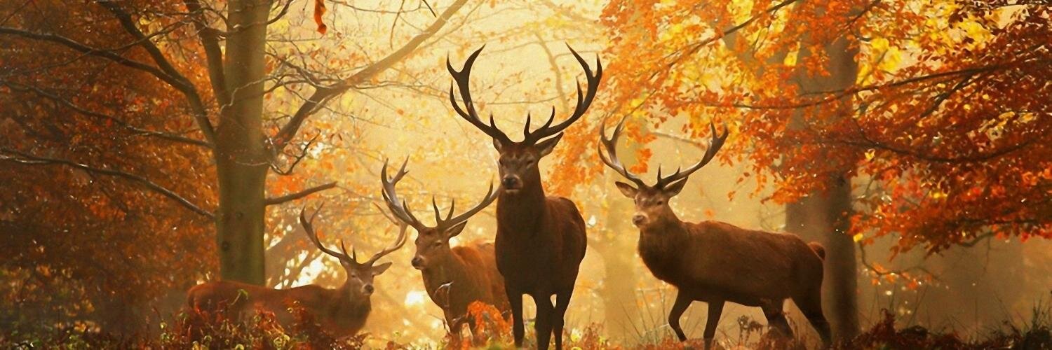 Michael Lindsey banner