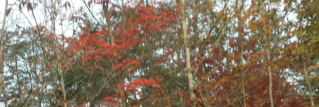 Janice_mentor's profile banner image