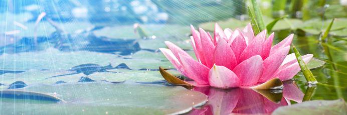 Dragonfly_Mich's profile banner image