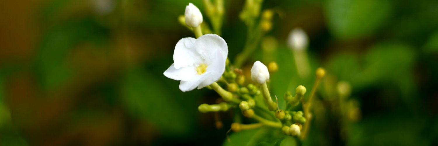 Shibani04's profile banner image