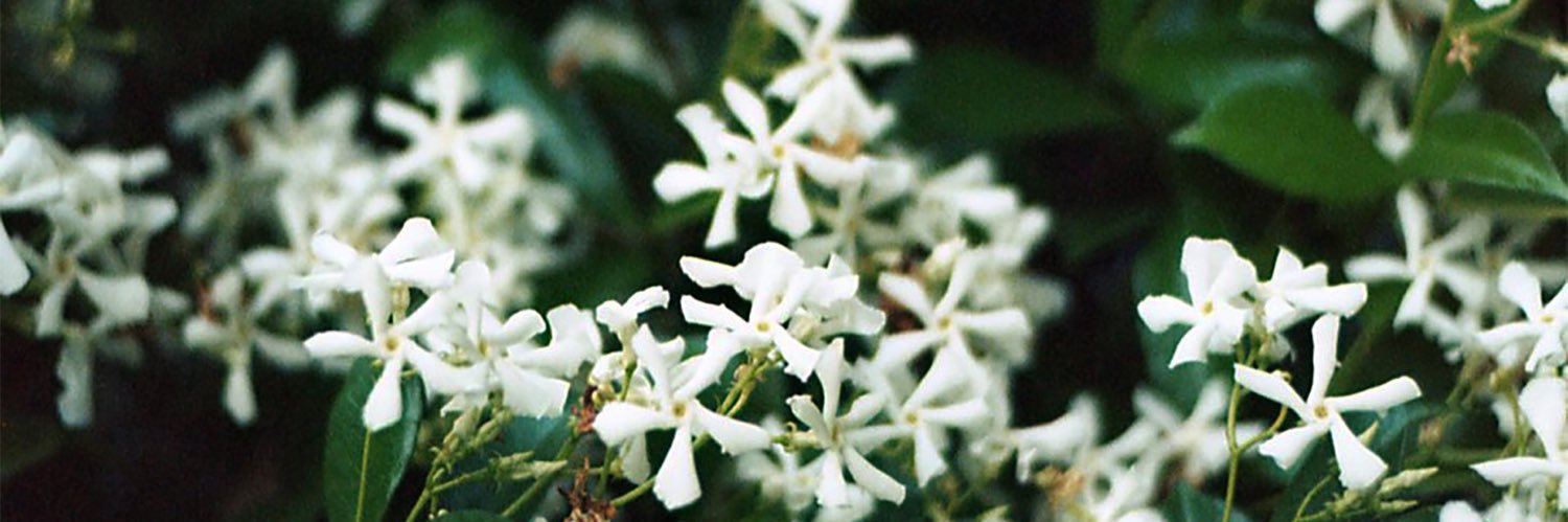 vanenavi's profile banner image