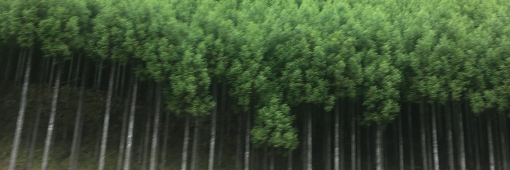 LotusLoveFoot's profile banner image