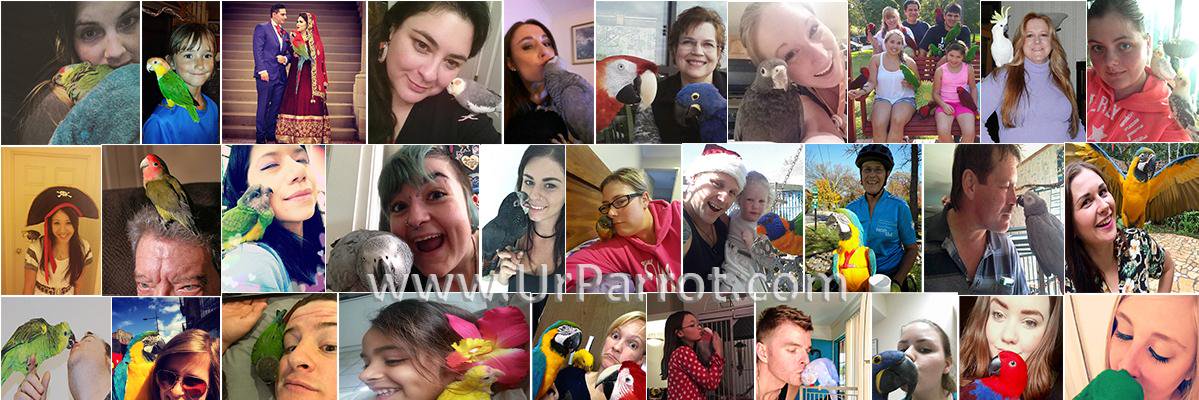 LoversParrots's profile banner image