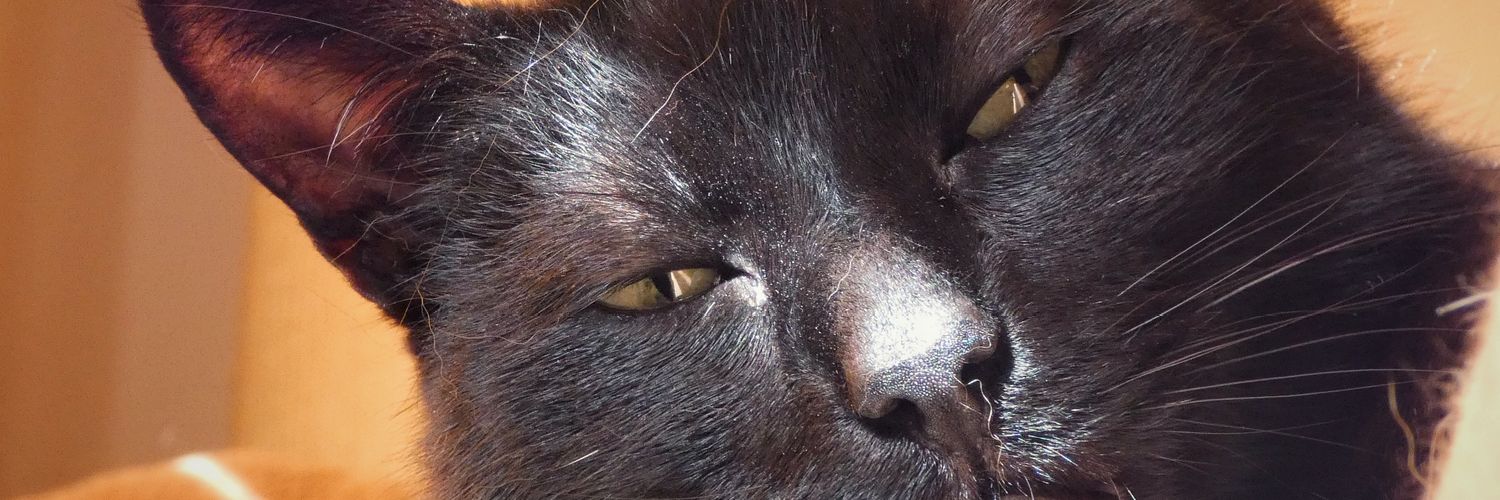 Lizzy Foxx (@Lizzy_Foxx) / Posts / X