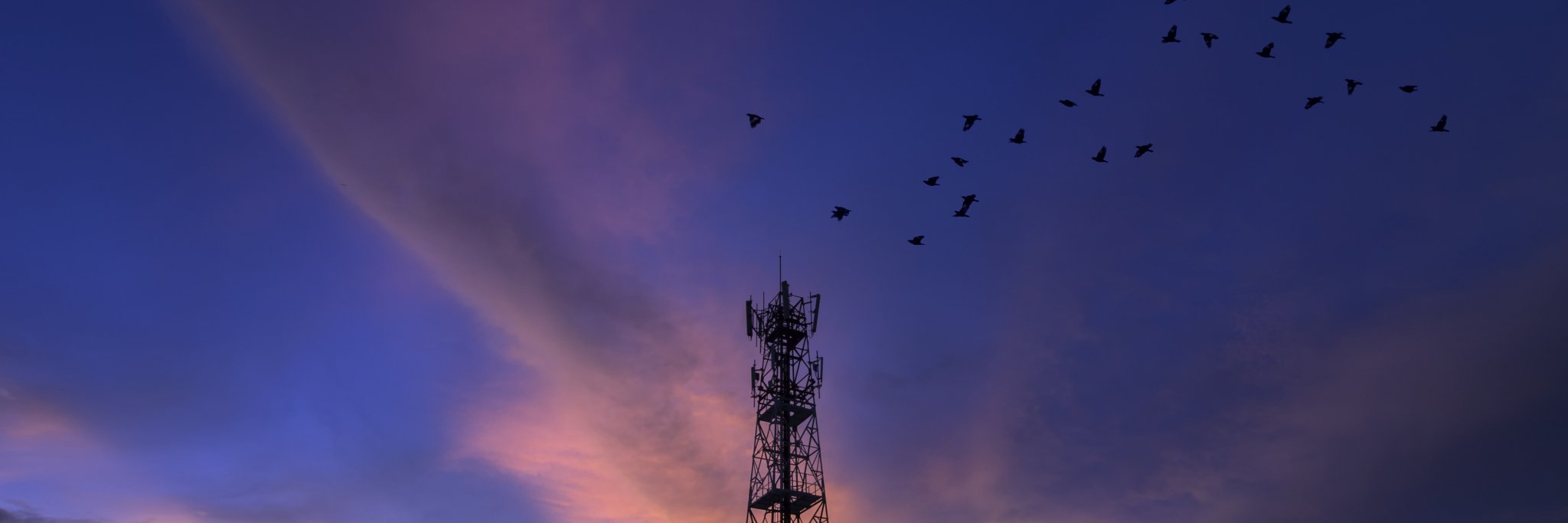 Mary Jane Viscomi banner
