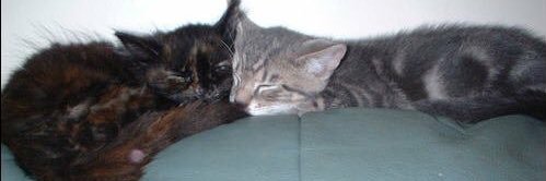 Emma Robertson banner