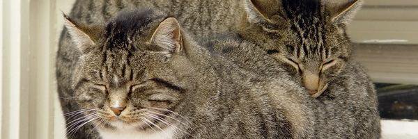 Сослан Сакмайдиков banner