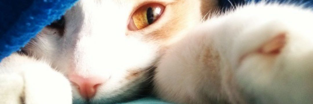 StevenCelico's profile banner image