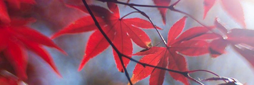 LeoniaM's profile banner image