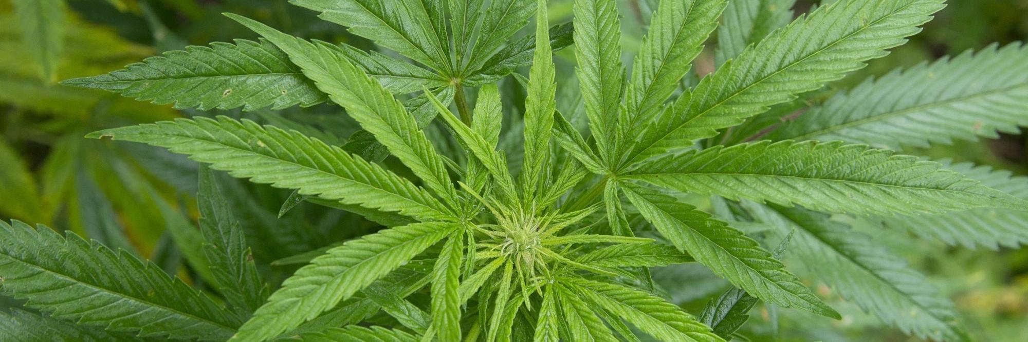 HouseofHemp's profile banner image