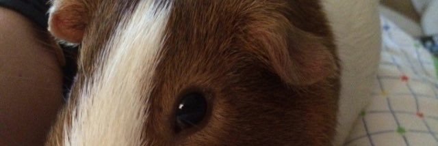 Bryanisalame's profile banner image