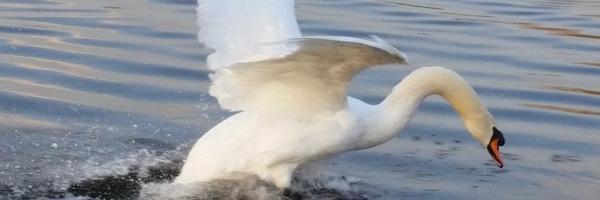 davisannabel Profile Banner