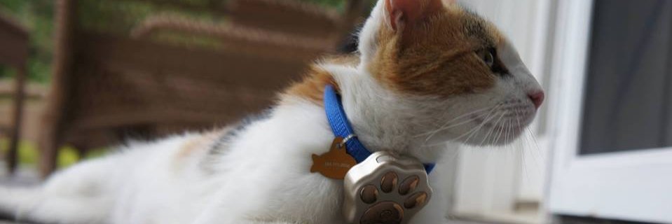 ThePetGPS's profile banner image