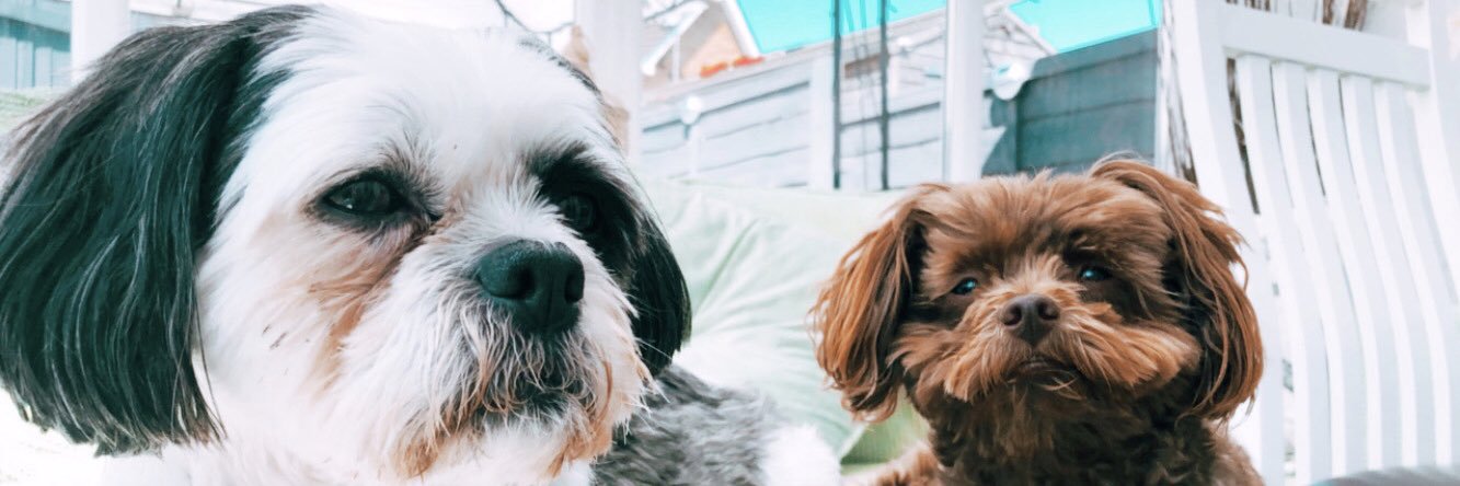 GeorgiaHarvey96's profile banner image
