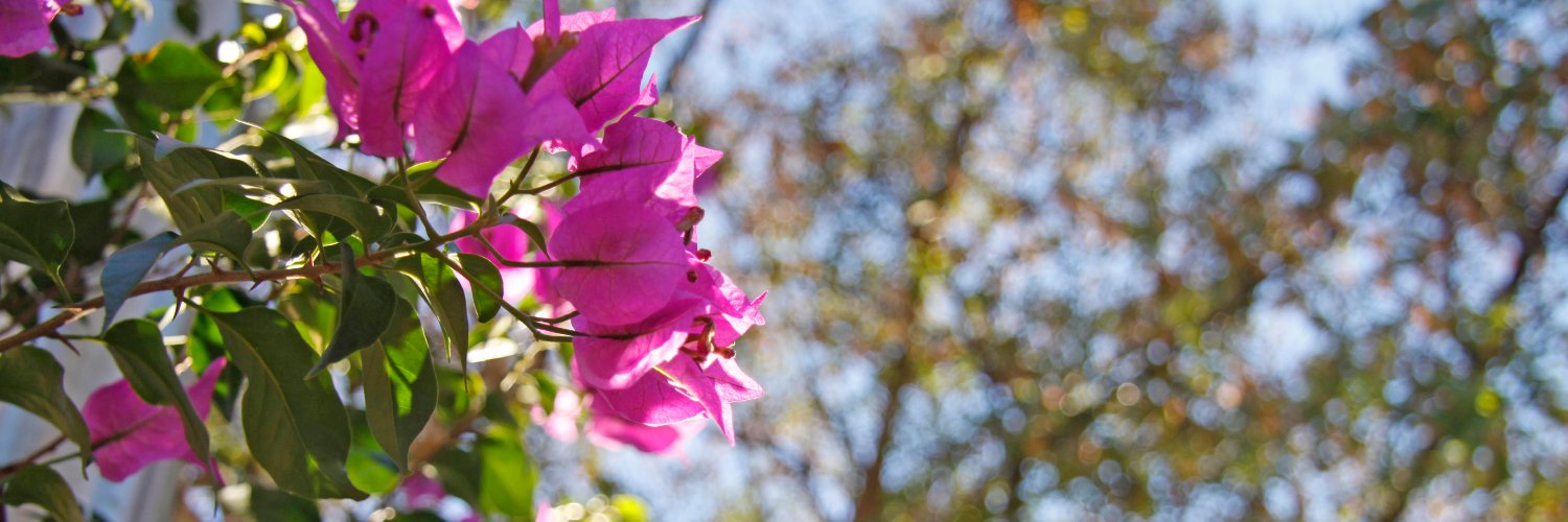 virginiavilaa's profile banner image