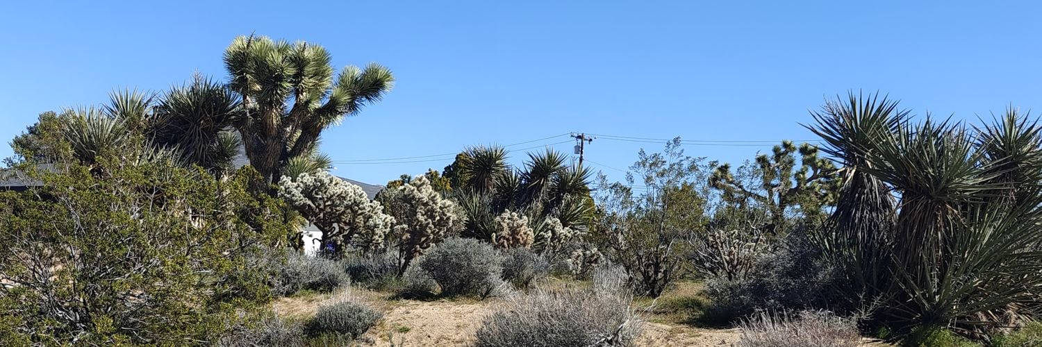 Anthony Di Bello banner