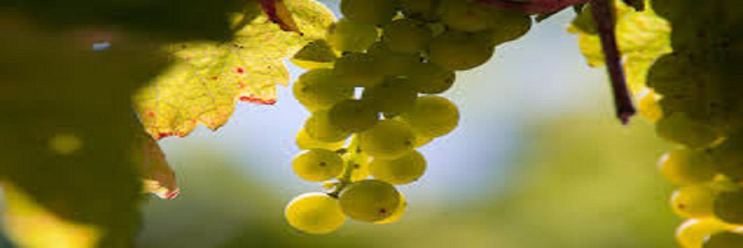 WineOnLineSMS's profile banner image