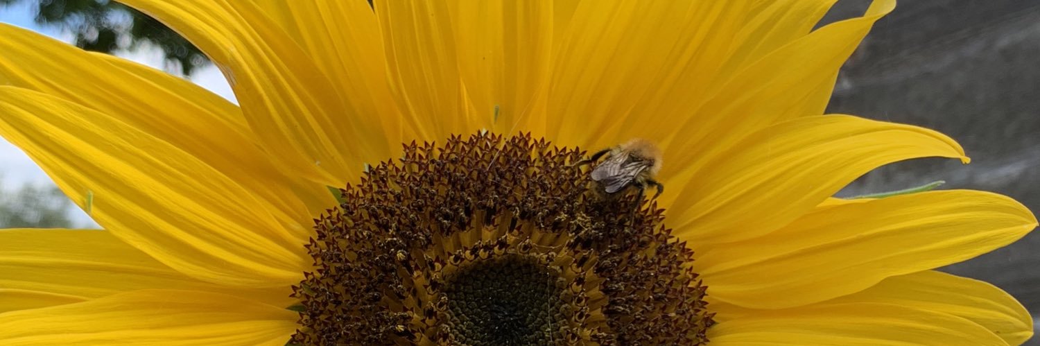 allycoopsx's profile banner image