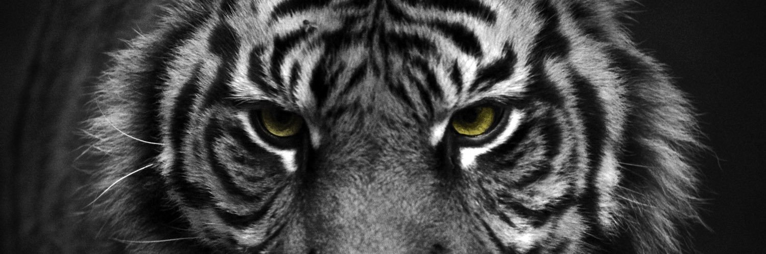 Kat_not_catt's profile banner image