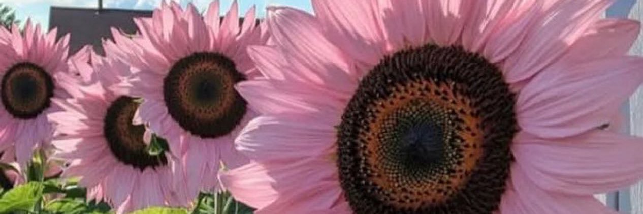 Professional Ginger banner