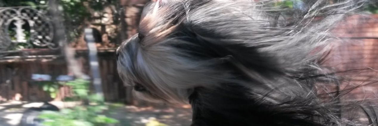 romylica's profile banner image