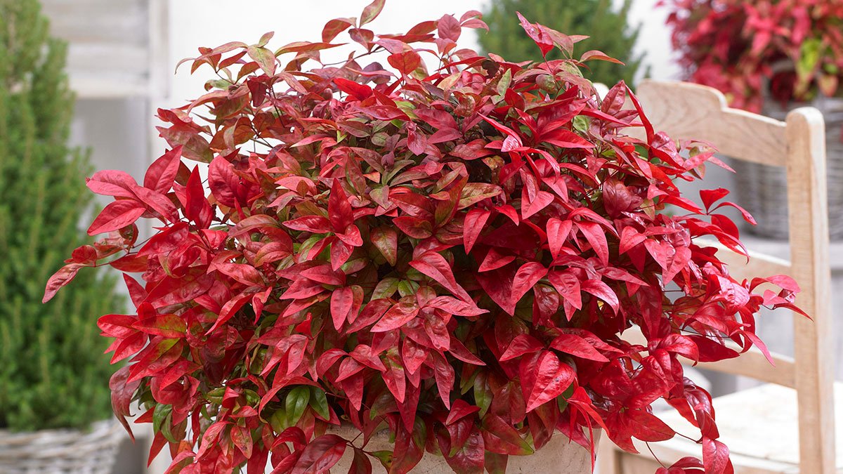 SunsetPlants's profile banner image