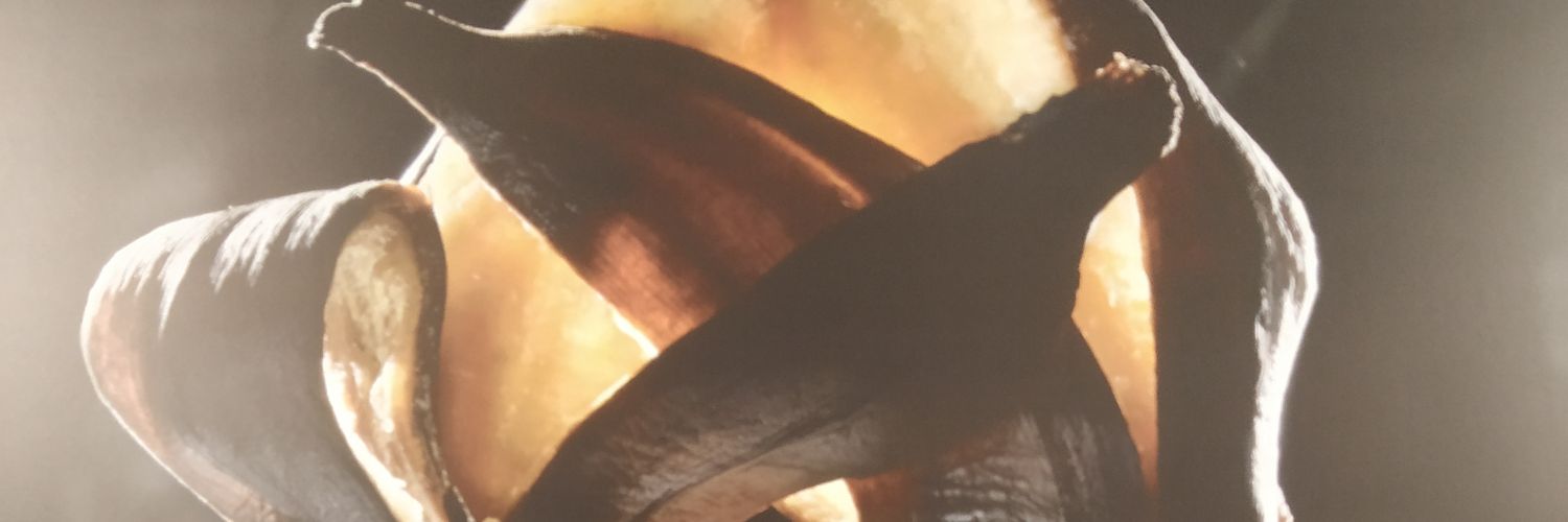 frodecactus's profile banner image