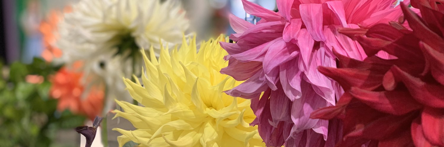 sdhummingbird's profile banner image