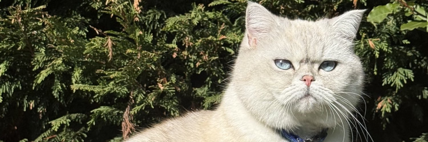 MihaelaBitca's profile banner image