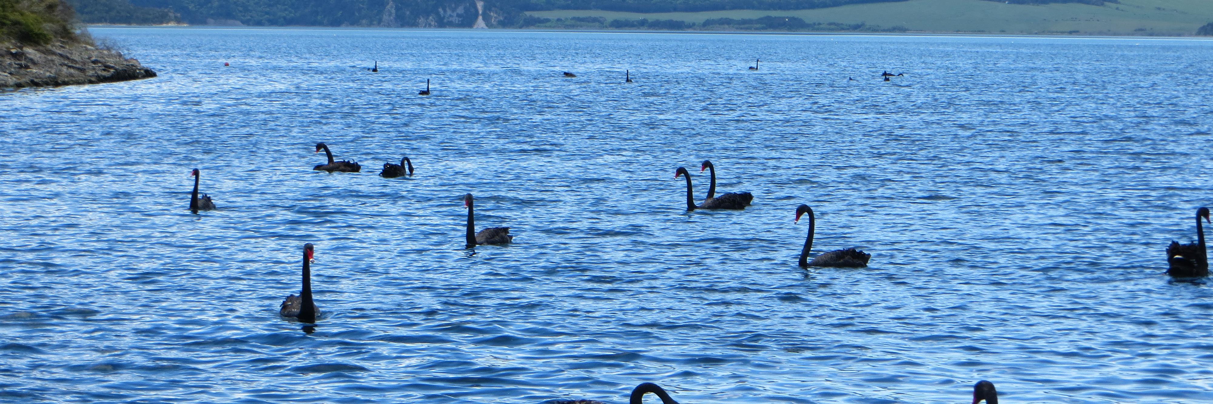 Catherine Leining banner