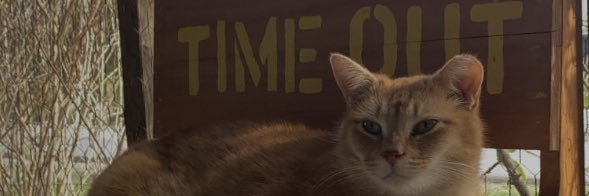 icyivy's profile banner image