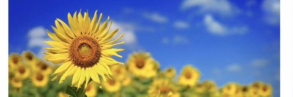 TN4646 Profile Banner