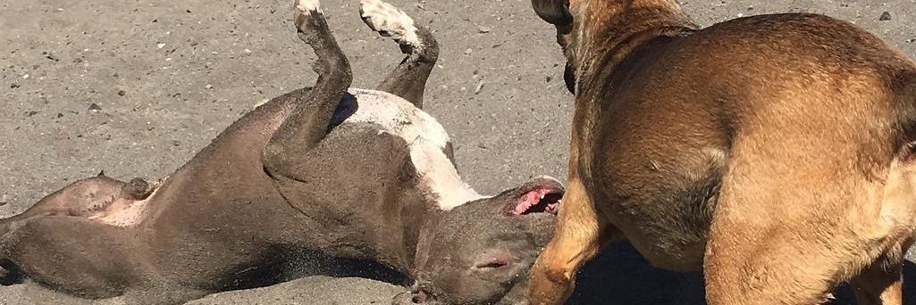 (un) hacked doinks banner