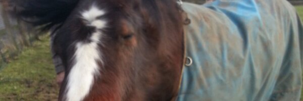 Meges98 Profile Banner