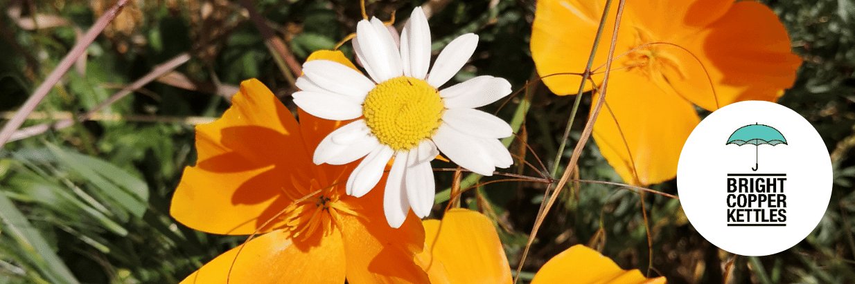 CarolineJBenham's profile banner image