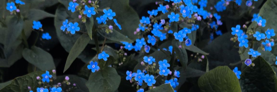 boraerdemva's profile banner image