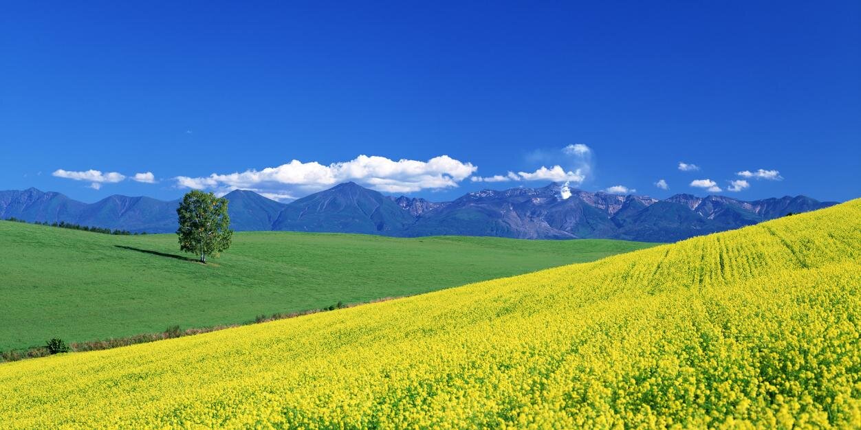 yadolee's profile banner image
