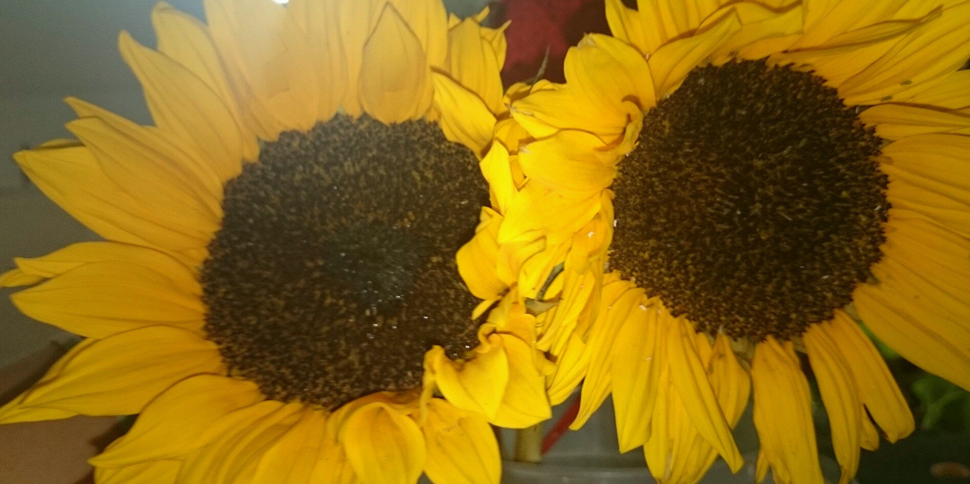 Meche_222's profile banner image