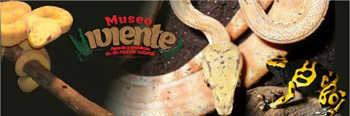 MuseoViviente's profile banner image