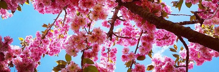 Sarah Murphy 🌻☘️🌻 banner